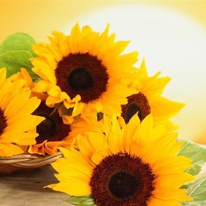 Meet your Posher, Shaylene